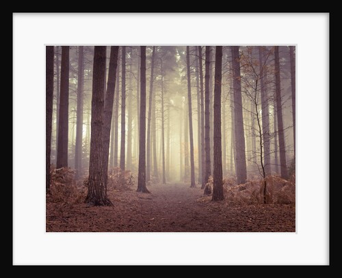 Misty trees by Assaf Frank